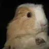 WoogWorld