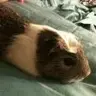 Havokitten