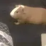 peaches