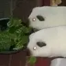 Mypiggiesrthebest