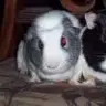 Charlie&Nibbles