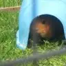 iluvguineapigs