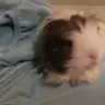 guinea_pig_gal