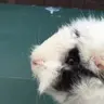 Fluffball