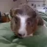 lilyguinea