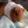 i-love-piggies