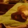 Gus's Mummy