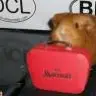 Mad About Guinea Pigs
