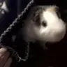 Pigglesbecca