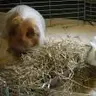 Piggienewbie