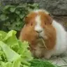 maggieandpigffloyd