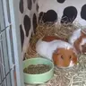 maisie-piglet-mocha pigs