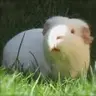 Nanny_Pig