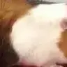 caroeddy