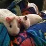 Gina