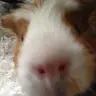 GuineaPig24