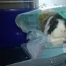 Tinkerbunk