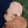 Guineamunch