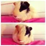 piggie_lover