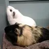 ProudPiggies