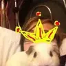 King-guinea-pig