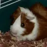 Guinea Pig Geek