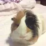 PiggyPrincess