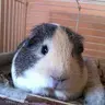 Mr_Piggle