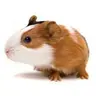 GuineaPiggie