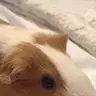 minipig