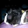 lovemypiggies