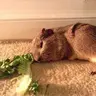 George pig