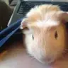 FitzPiggy
