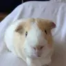 Hii