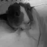 Bree