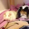 Piglets85