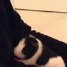 Karis