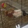cochondinde