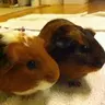 GuineaPigFan15