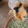 Guinea Whisper