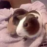 GuineaPiggs