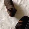 BubbleSqueak