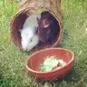 Lily&Loki