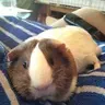WonkyEyedPig