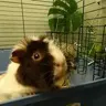Mr Muffin's Mum