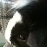 foxxling
