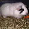 Joost