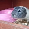 lilpiggielover