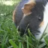 Django