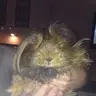 bubbywubwubs